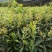 杨梅树苗1~250~100cm