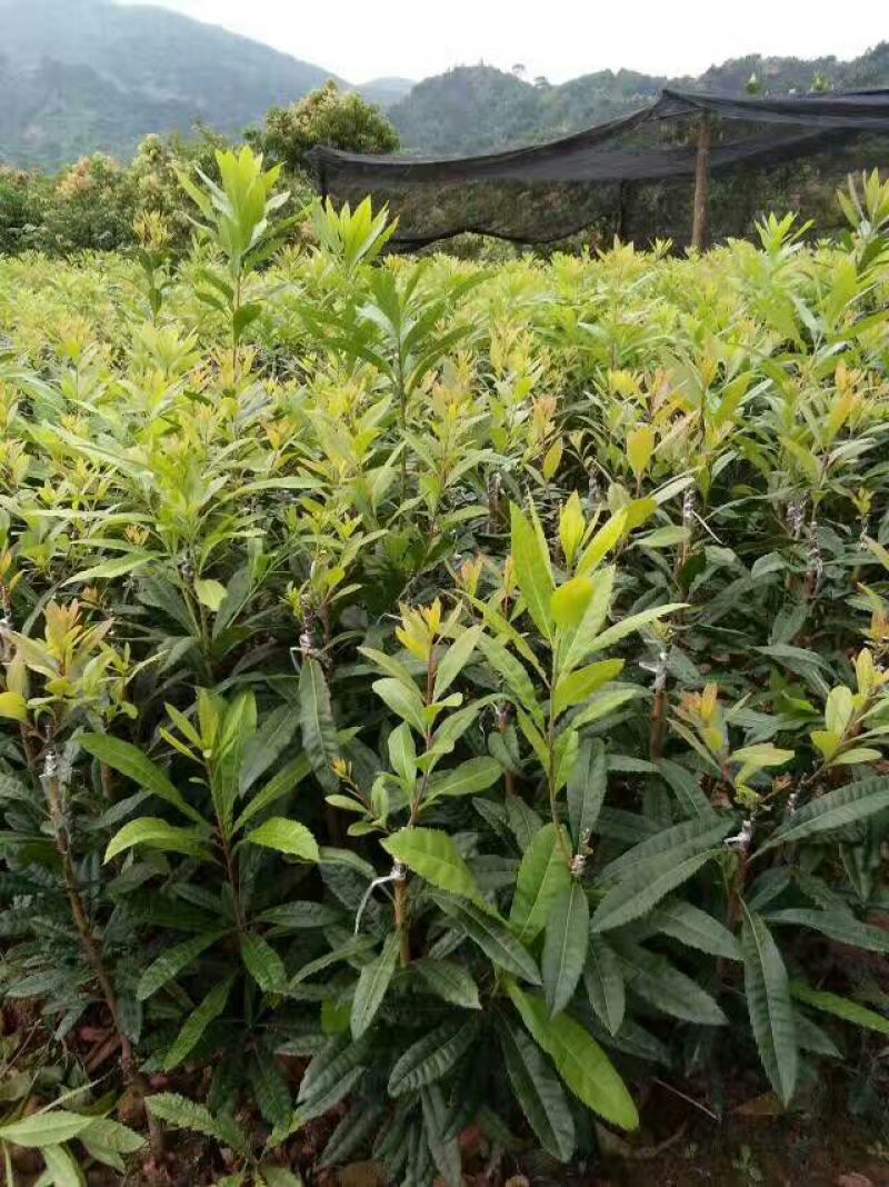 杨梅树苗1~250~100cm