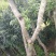 杨梅树苗1~250~100cm