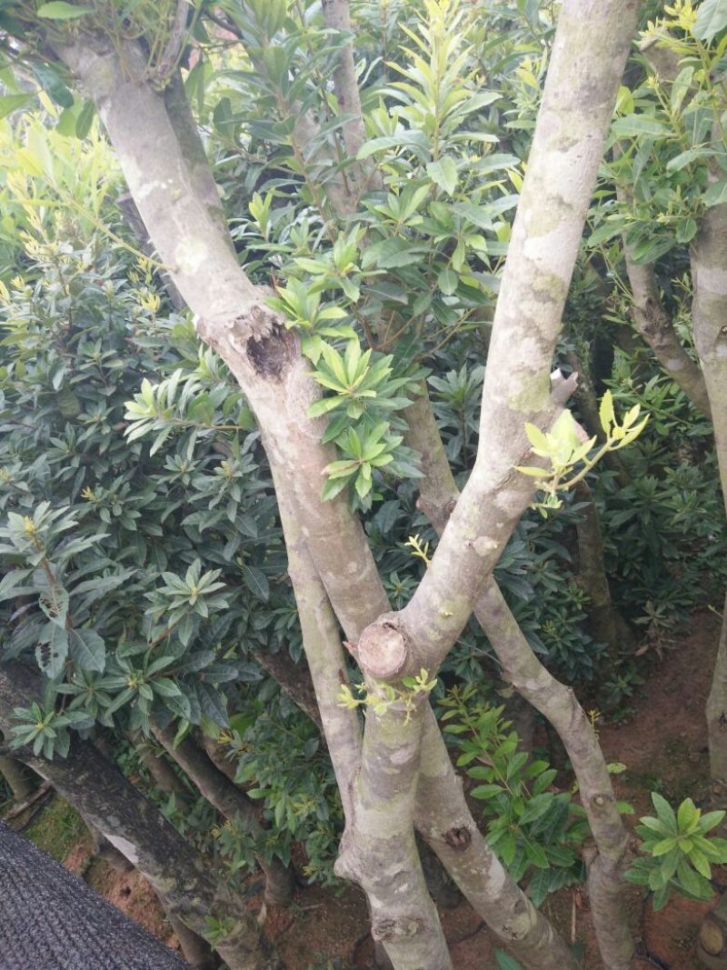 杨梅树苗1~250~100cm
