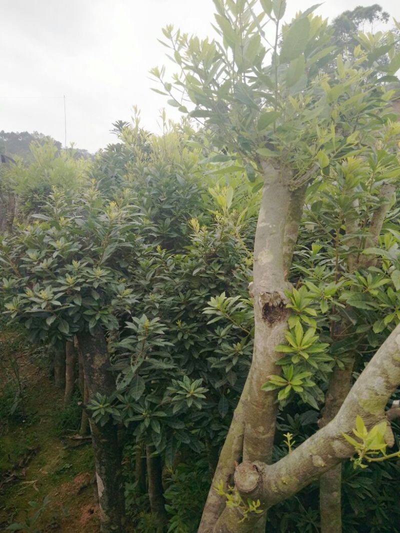 杨梅树苗1~250~100cm