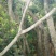 杨梅树苗1~250~100cm