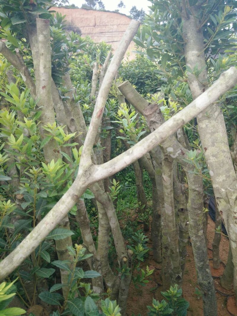 杨梅树苗1~250~100cm