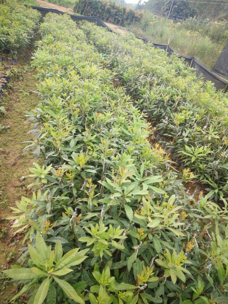 杨梅树苗1~250~100cm