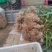 泥阳镇新鲜紫皮大蒜湿蒜一捆大小都有50个的一百个