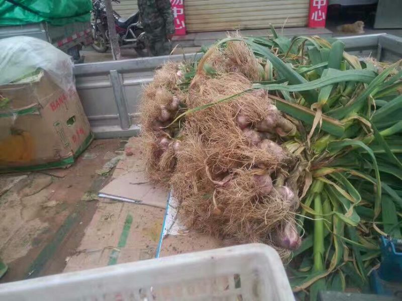泥阳镇新鲜紫皮大蒜湿蒜一捆大小都有50个的一百个
