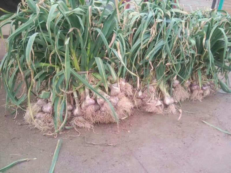 泥阳镇新鲜紫皮大蒜湿蒜一捆大小都有50个的一百个