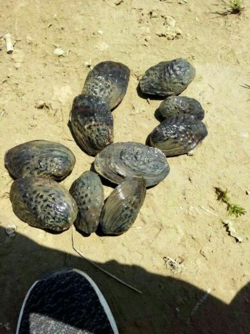 河蚌