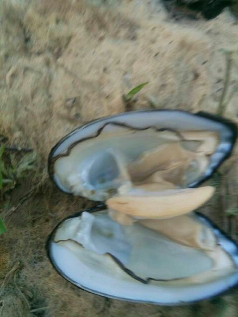 河蚌