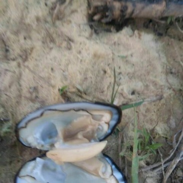 河蚌