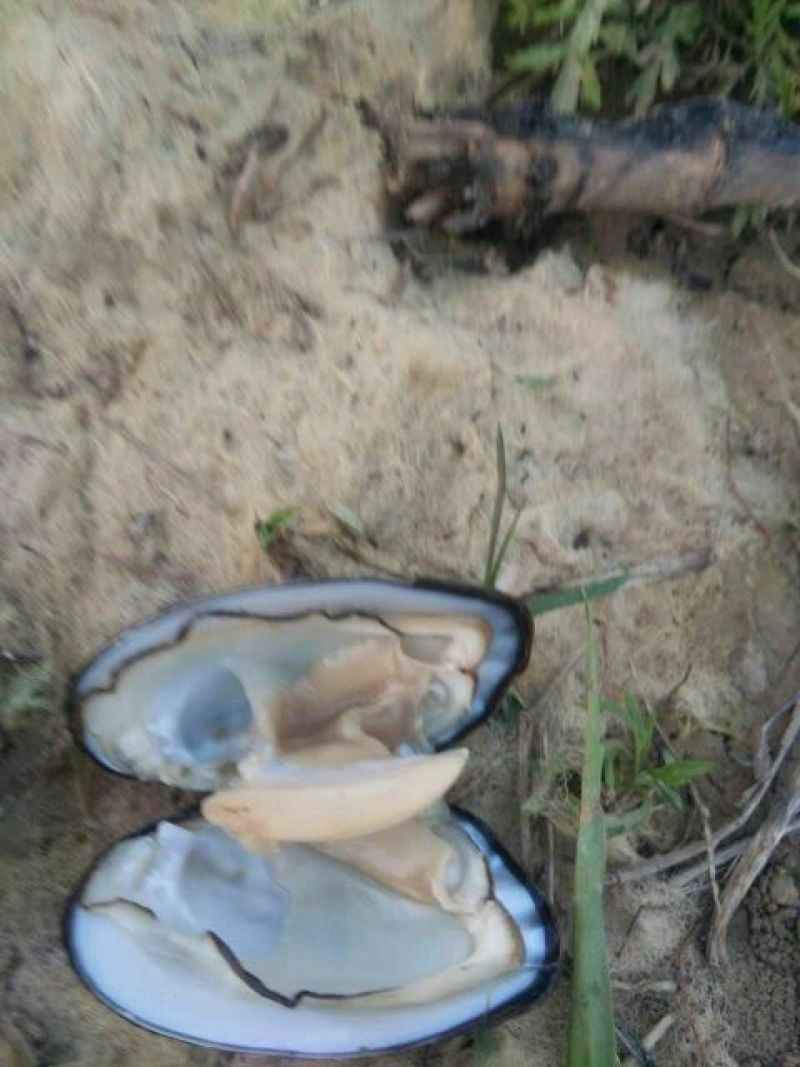 河蚌