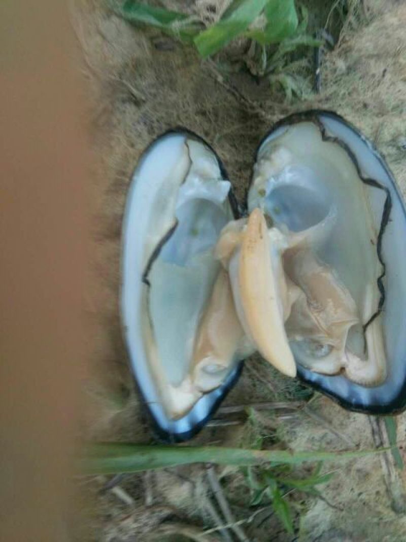 河蚌