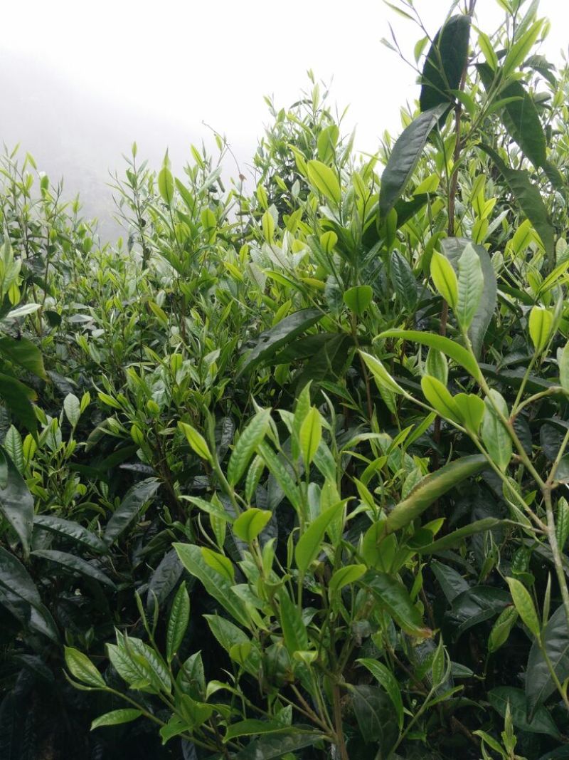 古树普洱茶一级