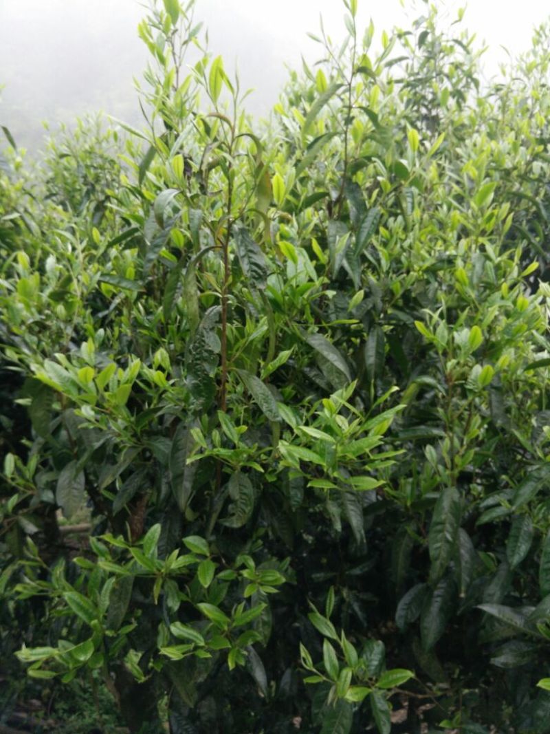 古树普洱茶一级