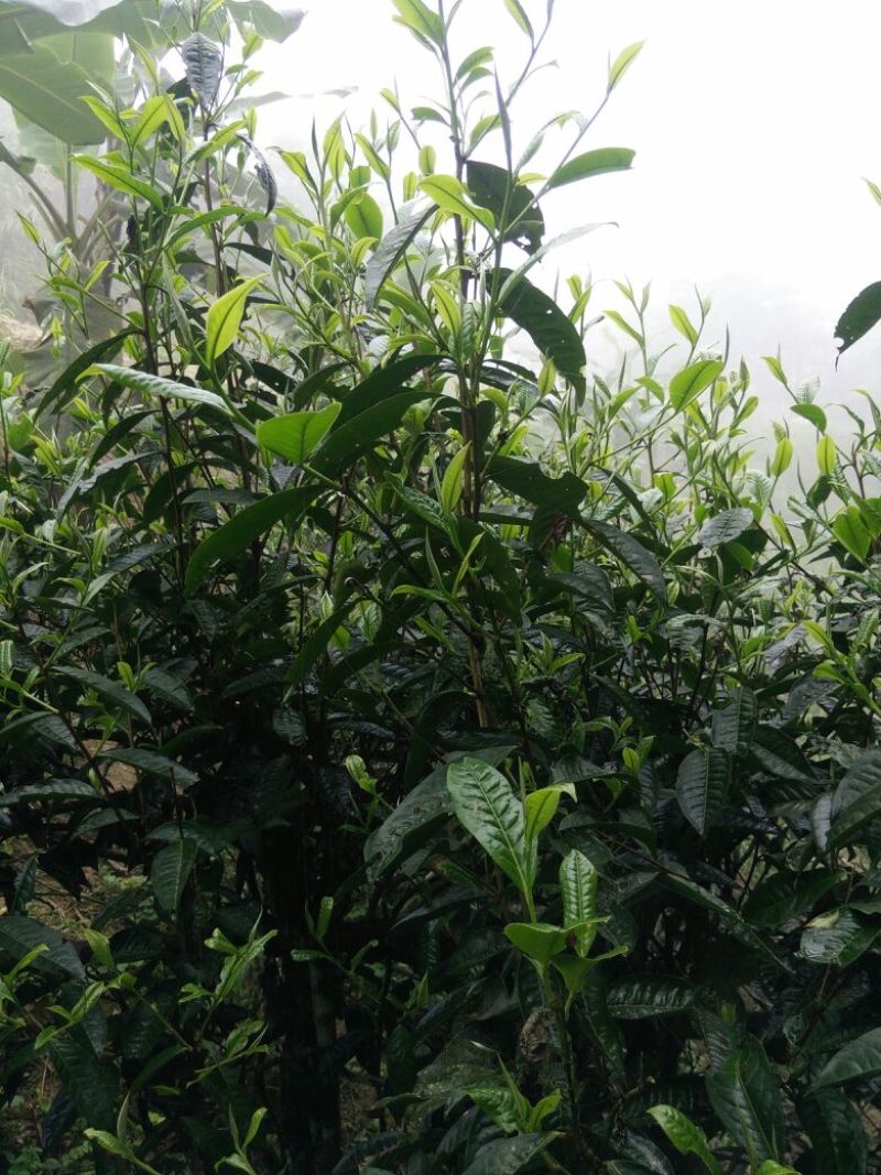 古树普洱茶一级