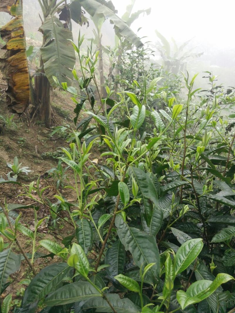 古树普洱茶一级