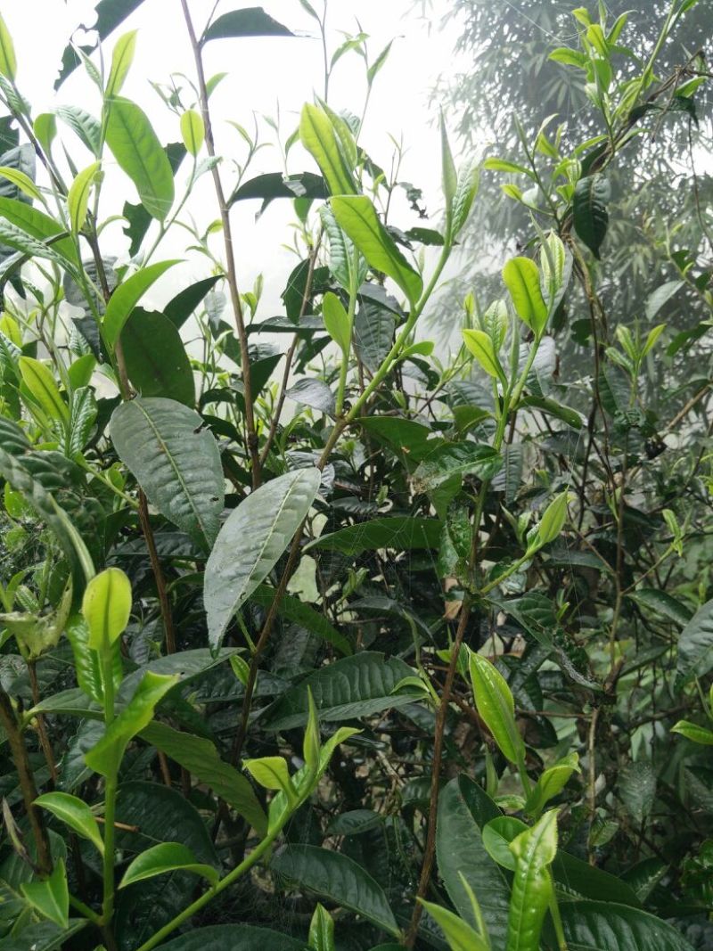 古树普洱茶一级