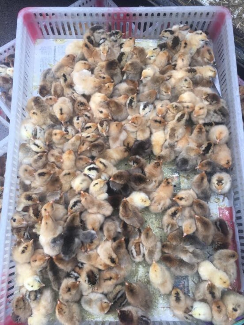鸡苗