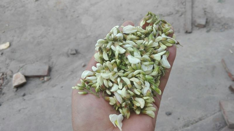 槐花