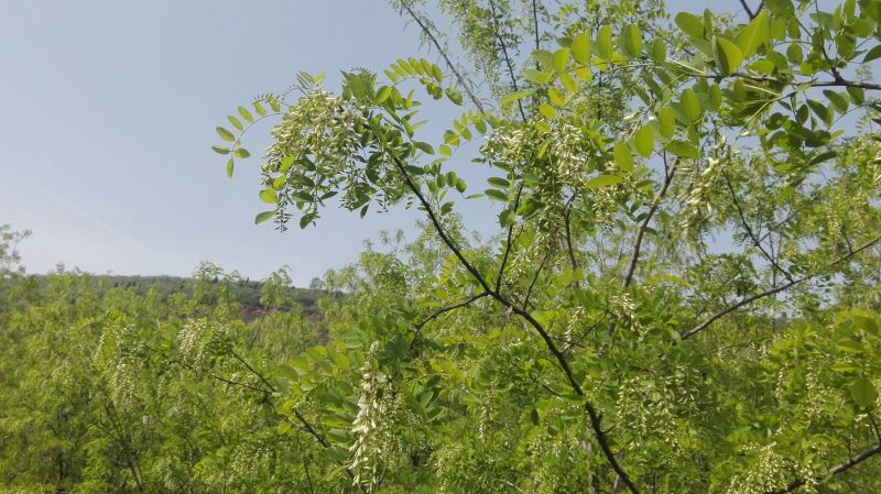 槐花