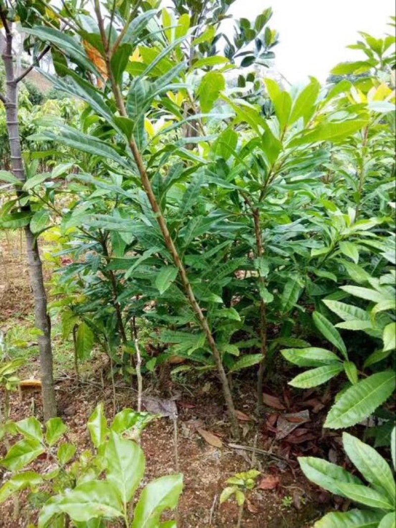 嫁接红杨梅树苗白大梅杨梅苗白沙梅苗