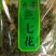 三七花无柄