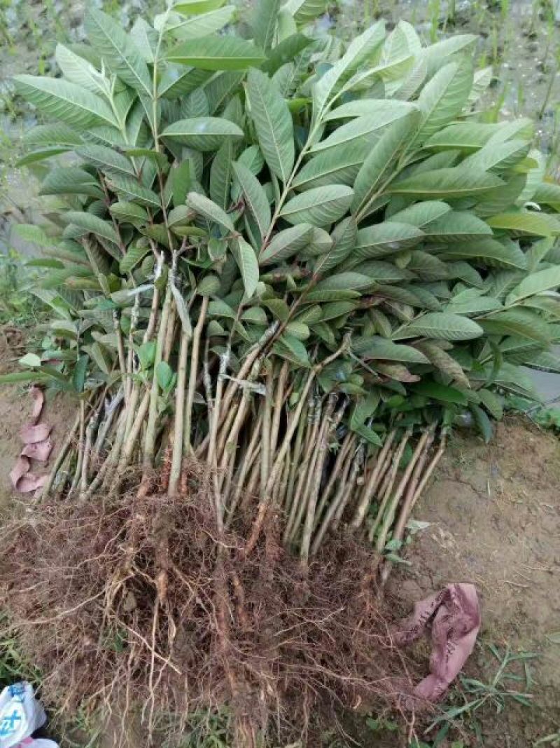 番石榴苗西瓜芭乐番石榴苗