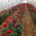 【精选好货】四季玫瑰苗10~20cm，成活率高，免费技术