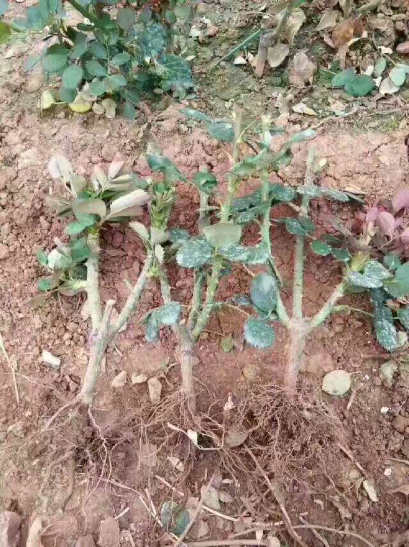 【精选好货】四季玫瑰苗10~20cm，成活率高，免费技术