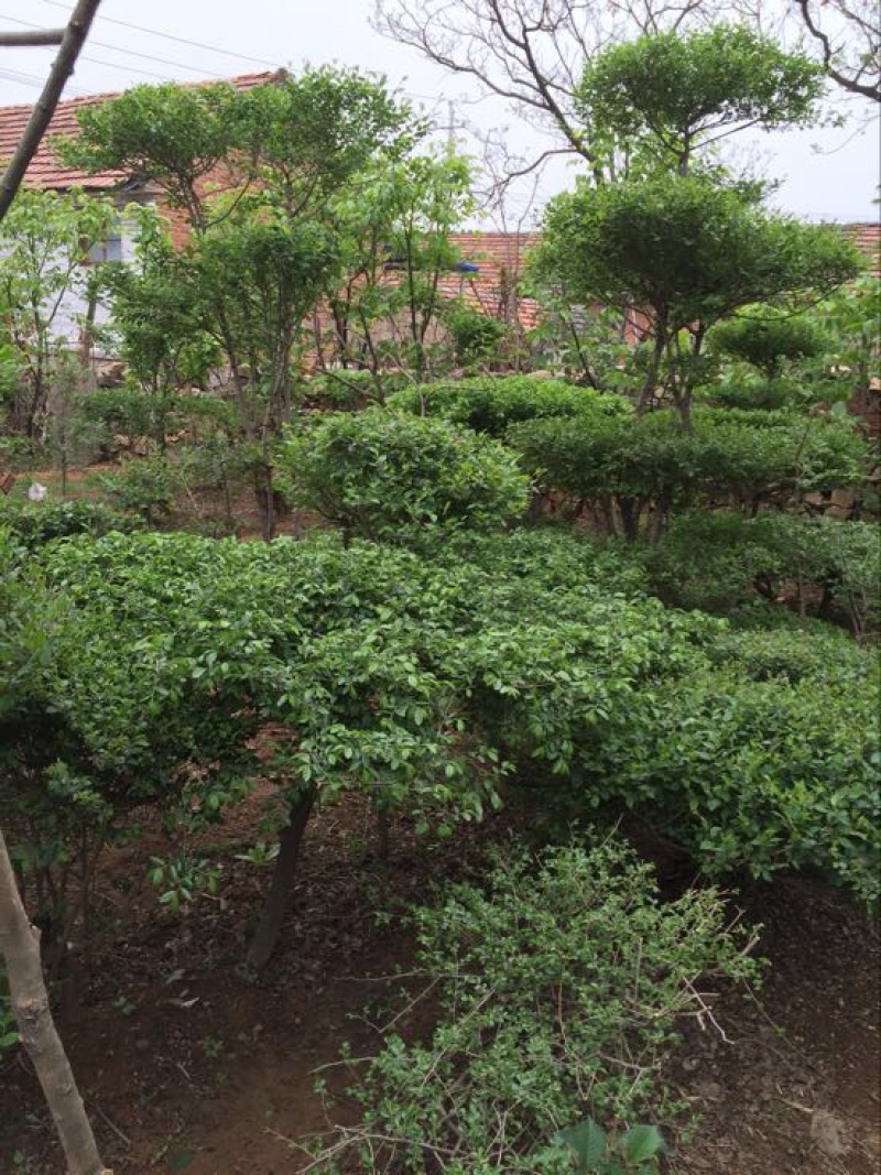 金叶榆