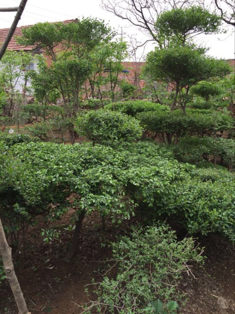 金叶榆