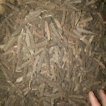 荜茇