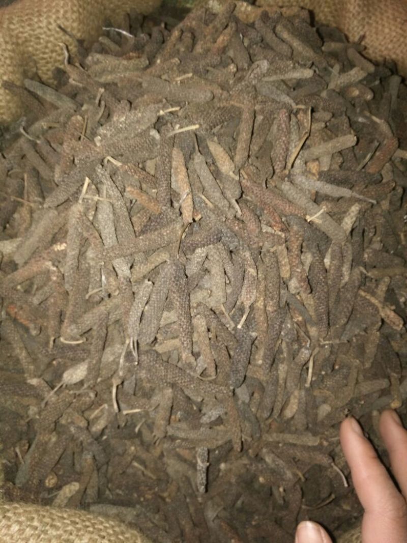 荜茇