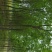 白蜡8~10cm6~8cm
