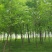 白蜡8~10cm6~8cm