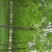 白蜡8~10cm6~8cm