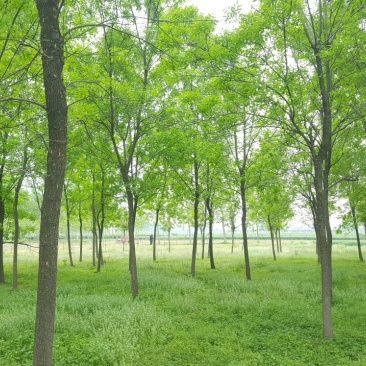 白蜡8~10cm6~8cm