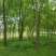 白蜡8~10cm6~8cm
