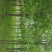 白蜡8~10cm6~8cm