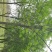 白蜡8~10cm6~8cm