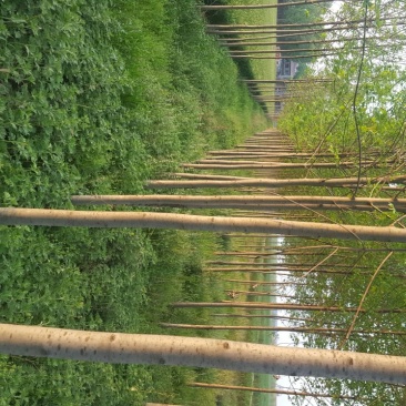 白蜡6~8cm4~6cm