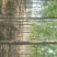 白蜡6~8cm4~6cm