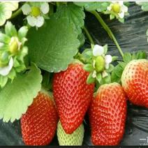 四季草莓奶油草莓，品种纯正，包栽活，