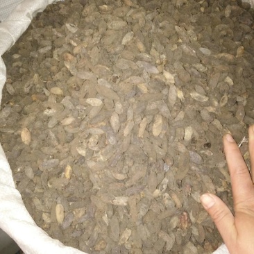 丁香母丁香