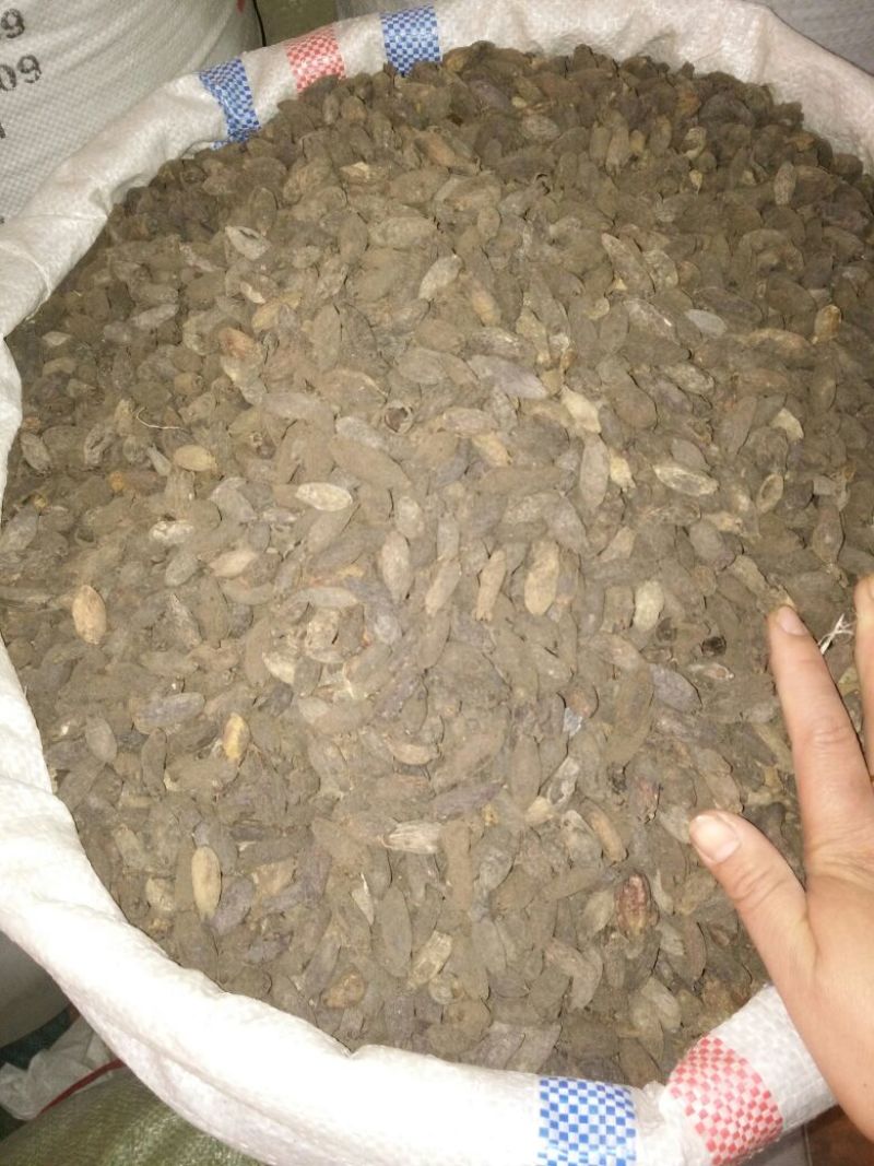 丁香母丁香