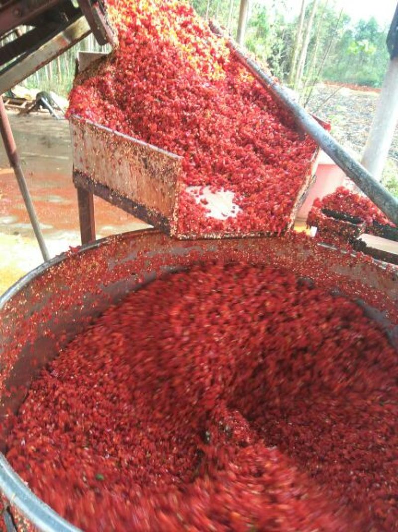 鲜红辣椒加工剁椒，红红椒红尖椒大量供应