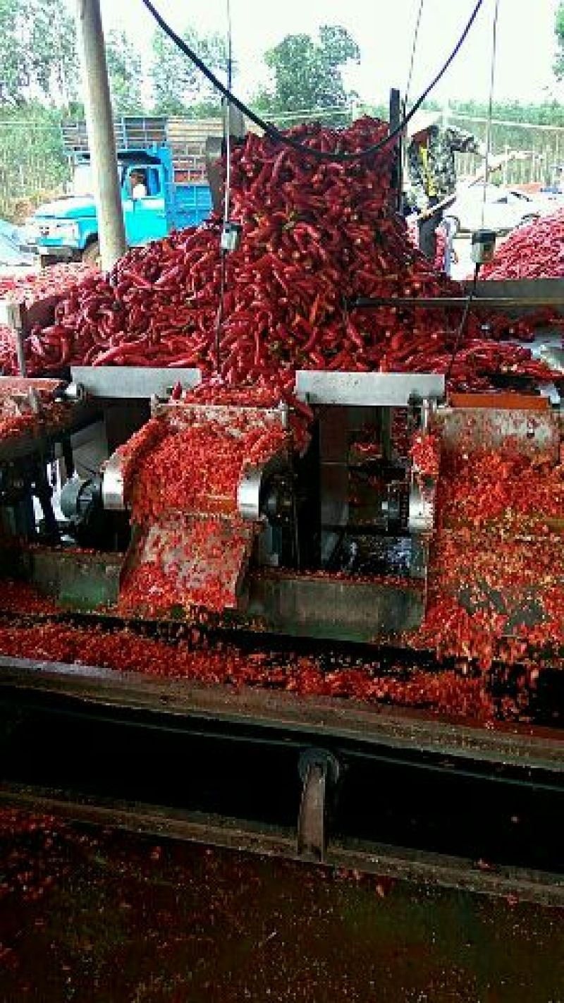 鲜红辣椒加工剁椒，红红椒红尖椒大量供应