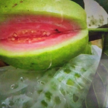 西瓜番石榴苗30~50cm