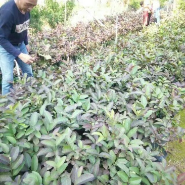 番石榴苗50~80cm