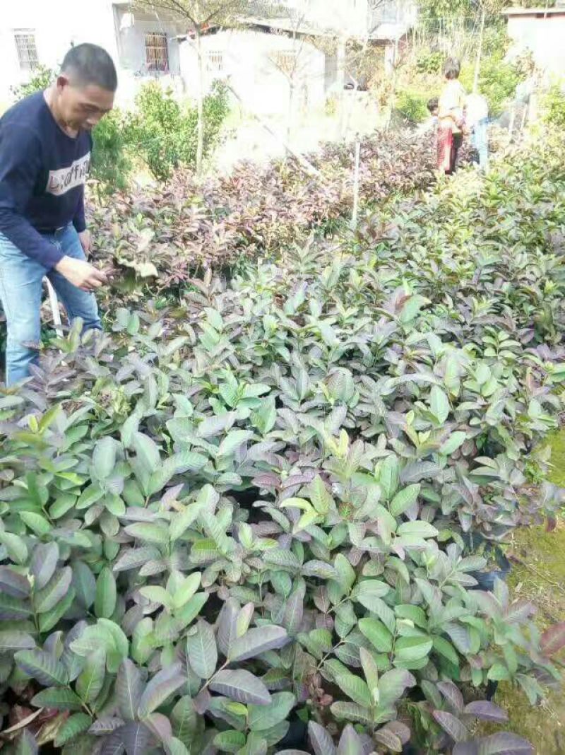 番石榴苗50~80cm
